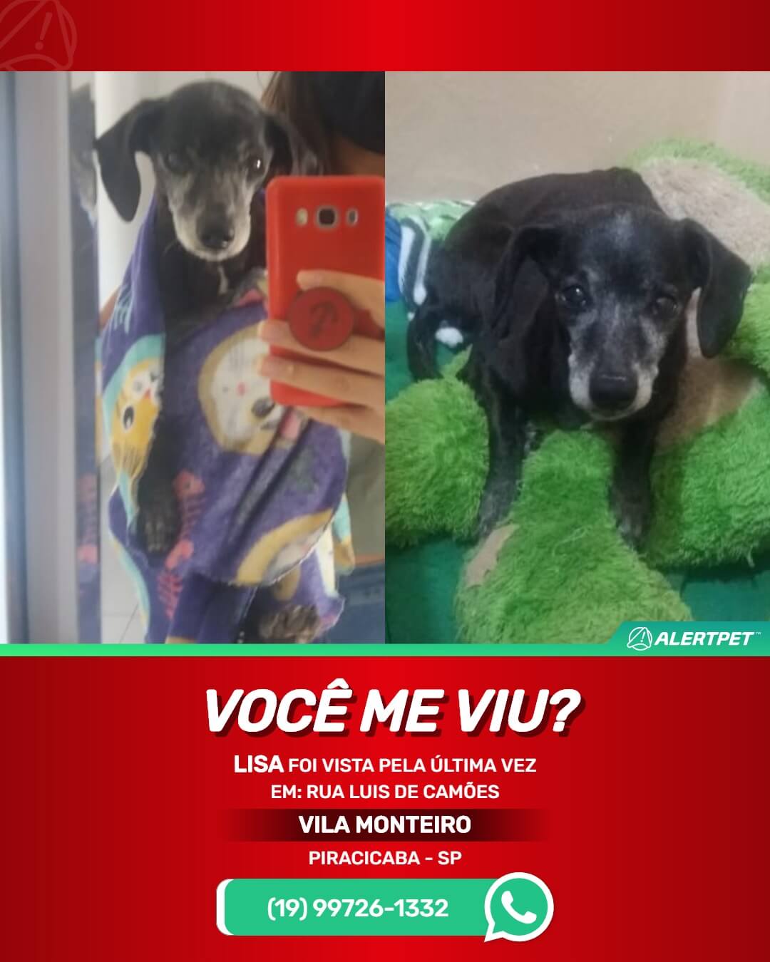 cachorrinha perdida em piracicaba