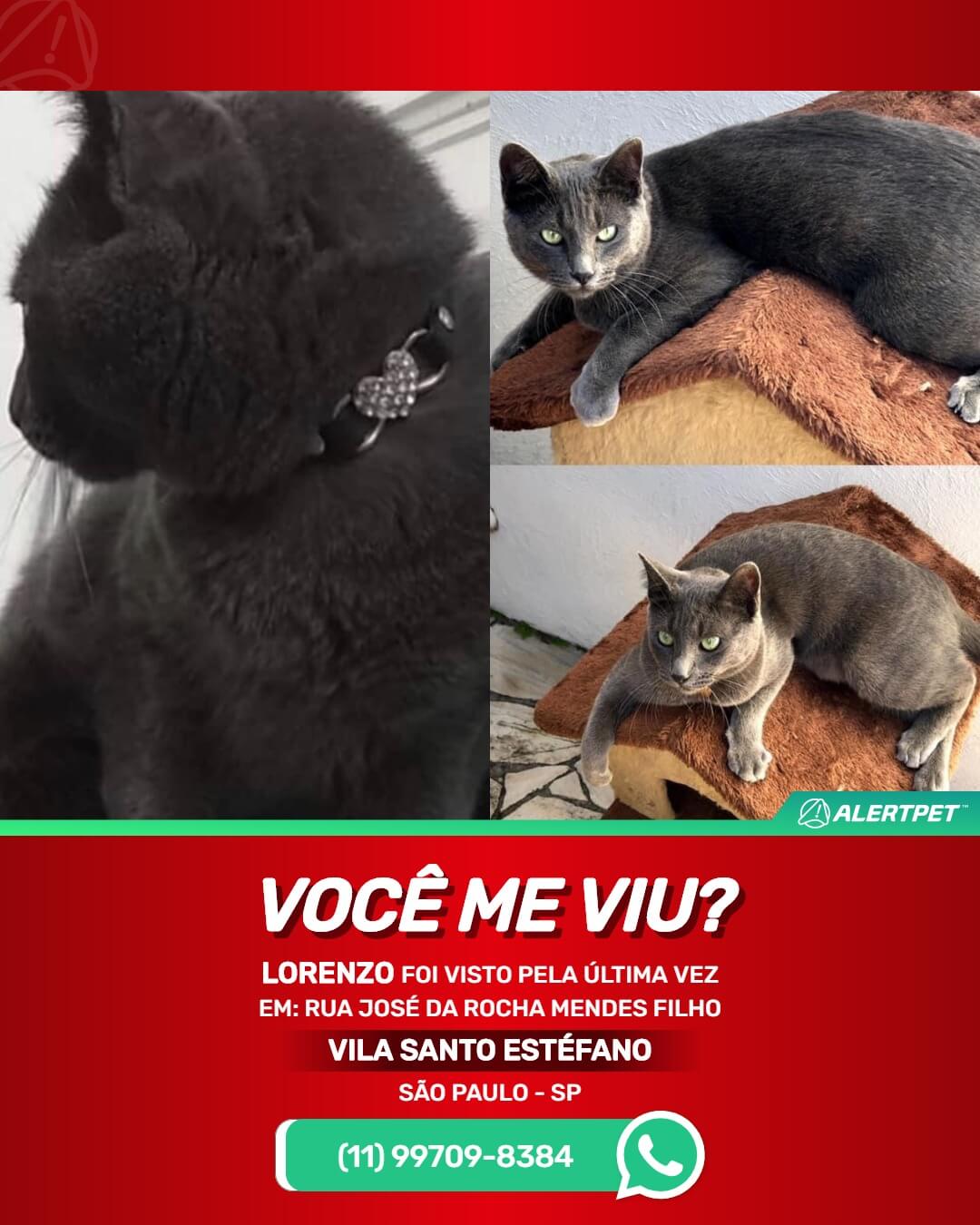 gato desaparecido são paulo
