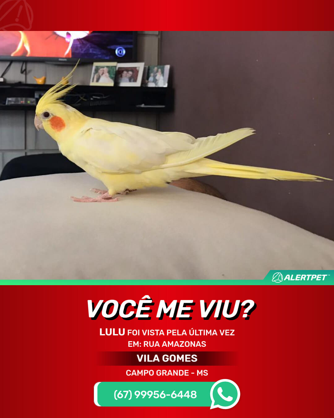 procura-se lulu calopsita desaparecida em campo grande