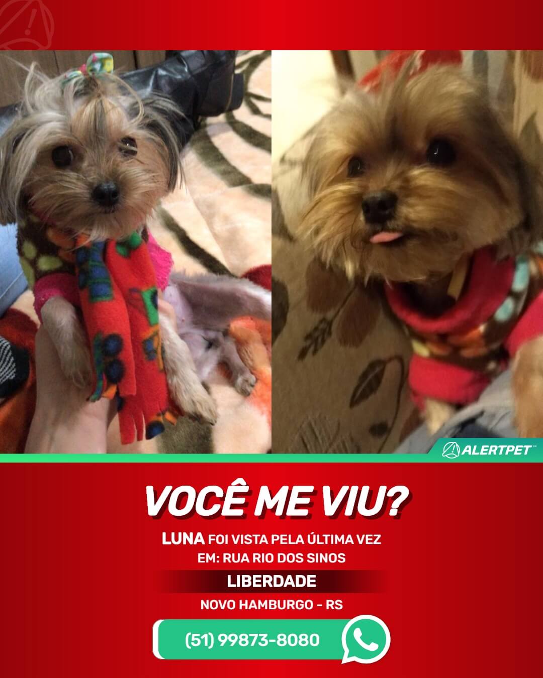 procura-se luna cadela yorkshire perdida em novo hamburgo