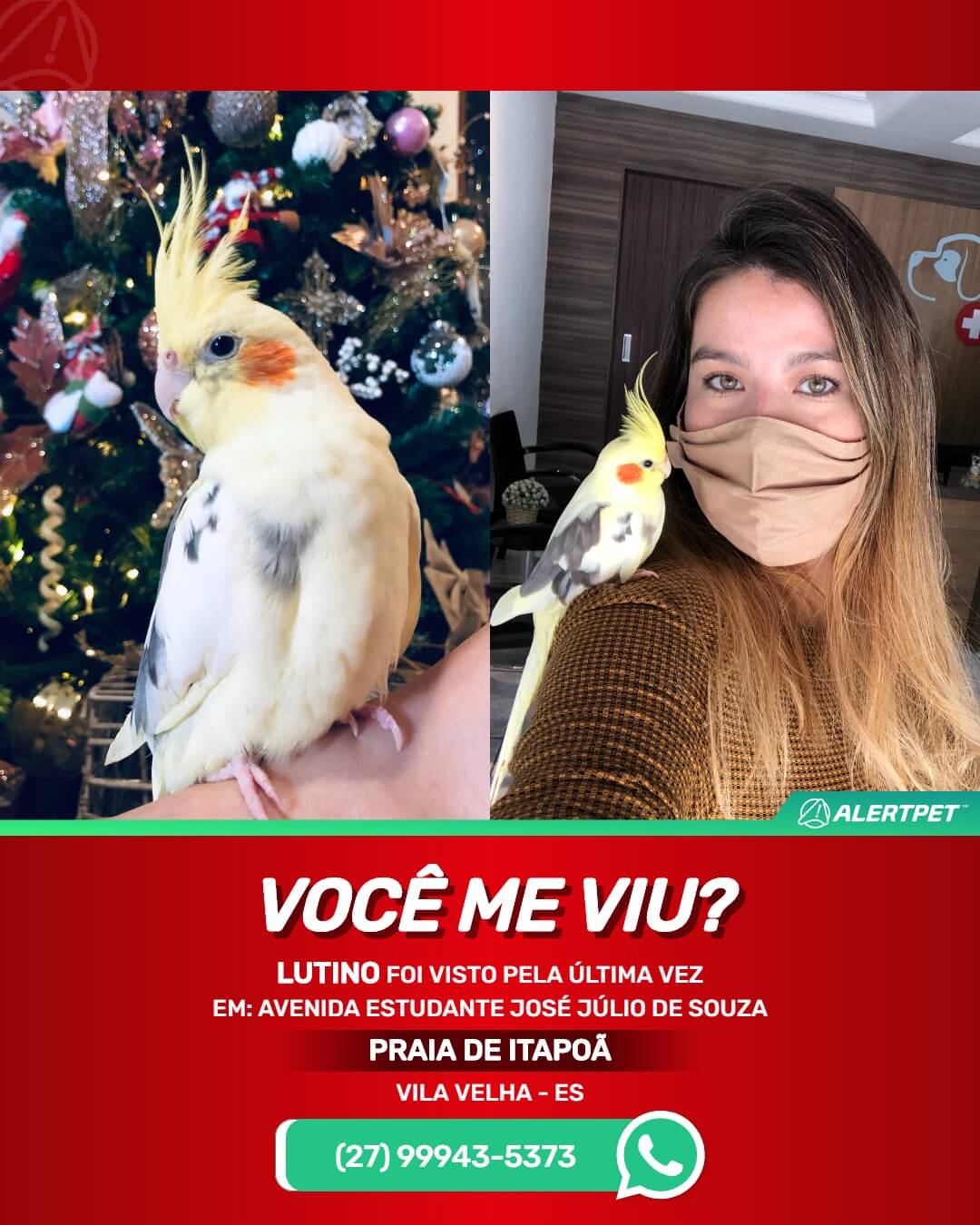 procura-se calopsita perdida em vila velha