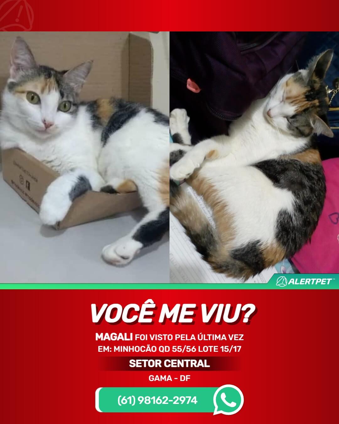 procura-se gata perdida em gama df