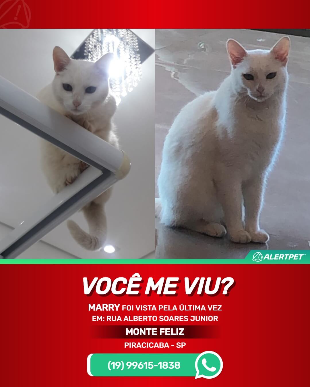 gata desaparecida em piracicaba