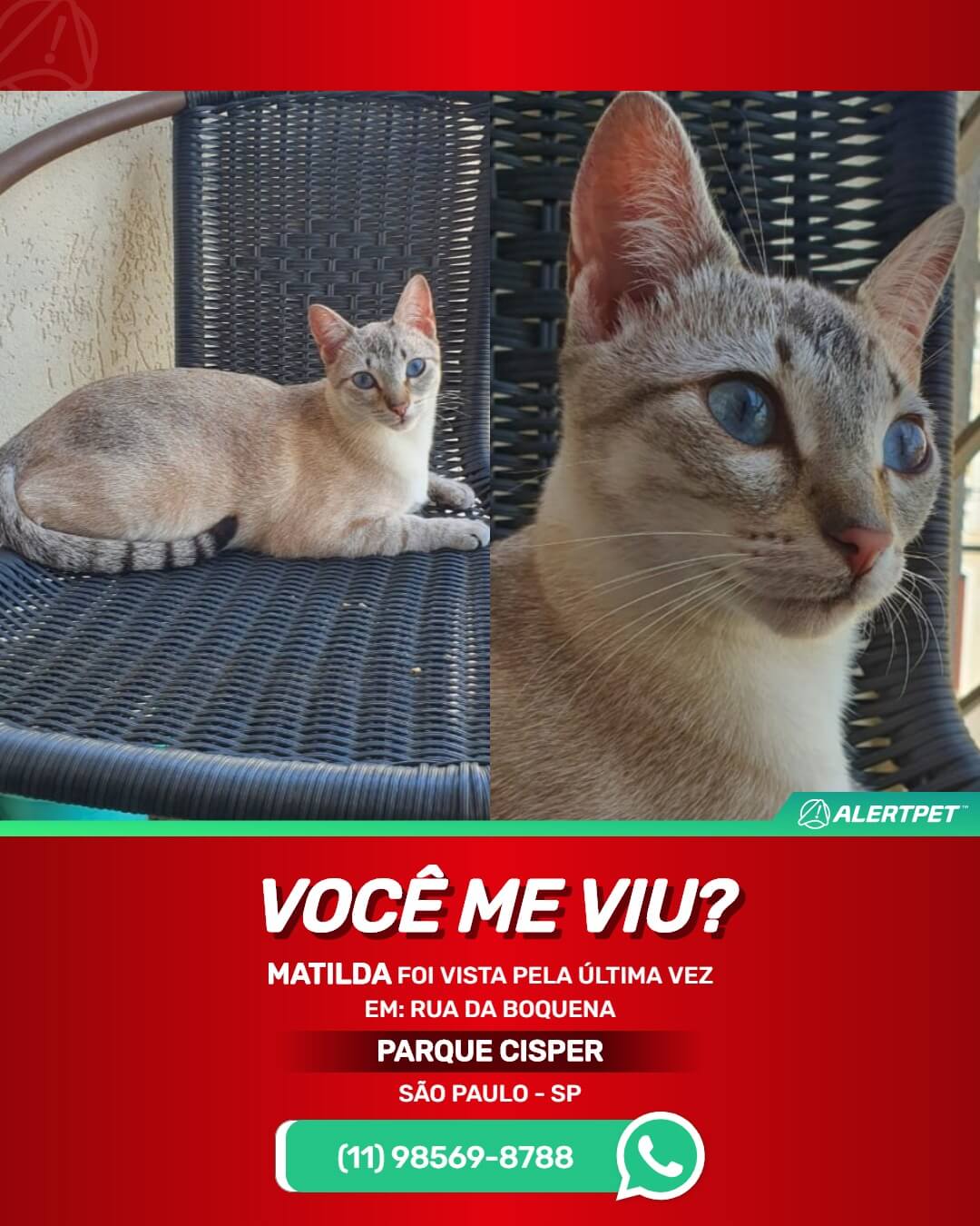 procura-se matilda gata perdida em são paulo sp