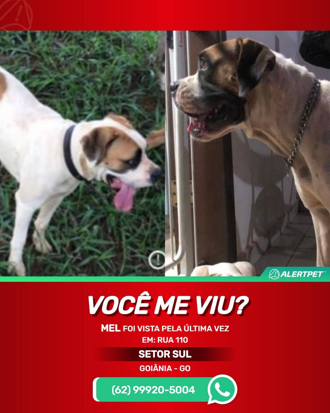 boxer desaparecida goiania go