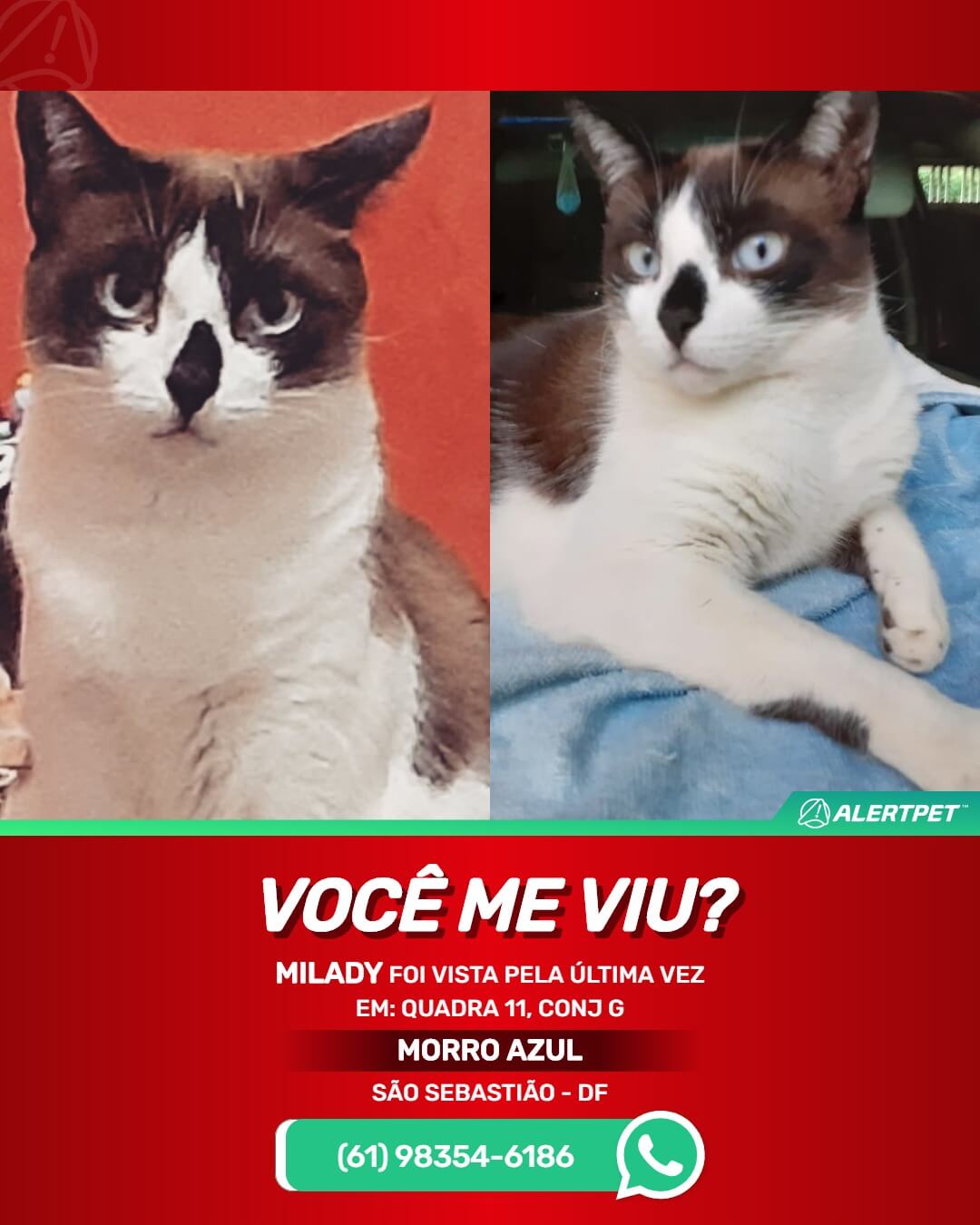 gatinha perdida em brasilia df