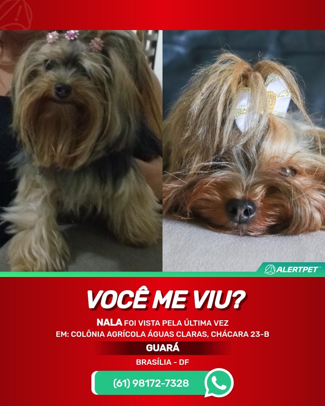 cachorra perdida em brasilia