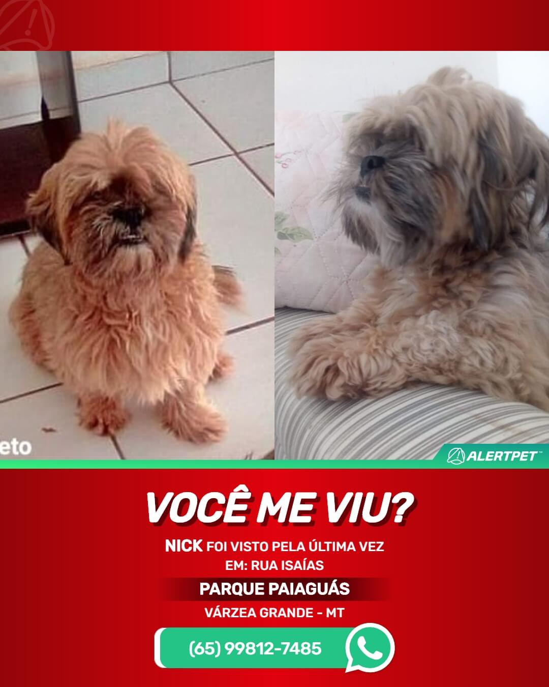 shitzu desaparecido varzea grande