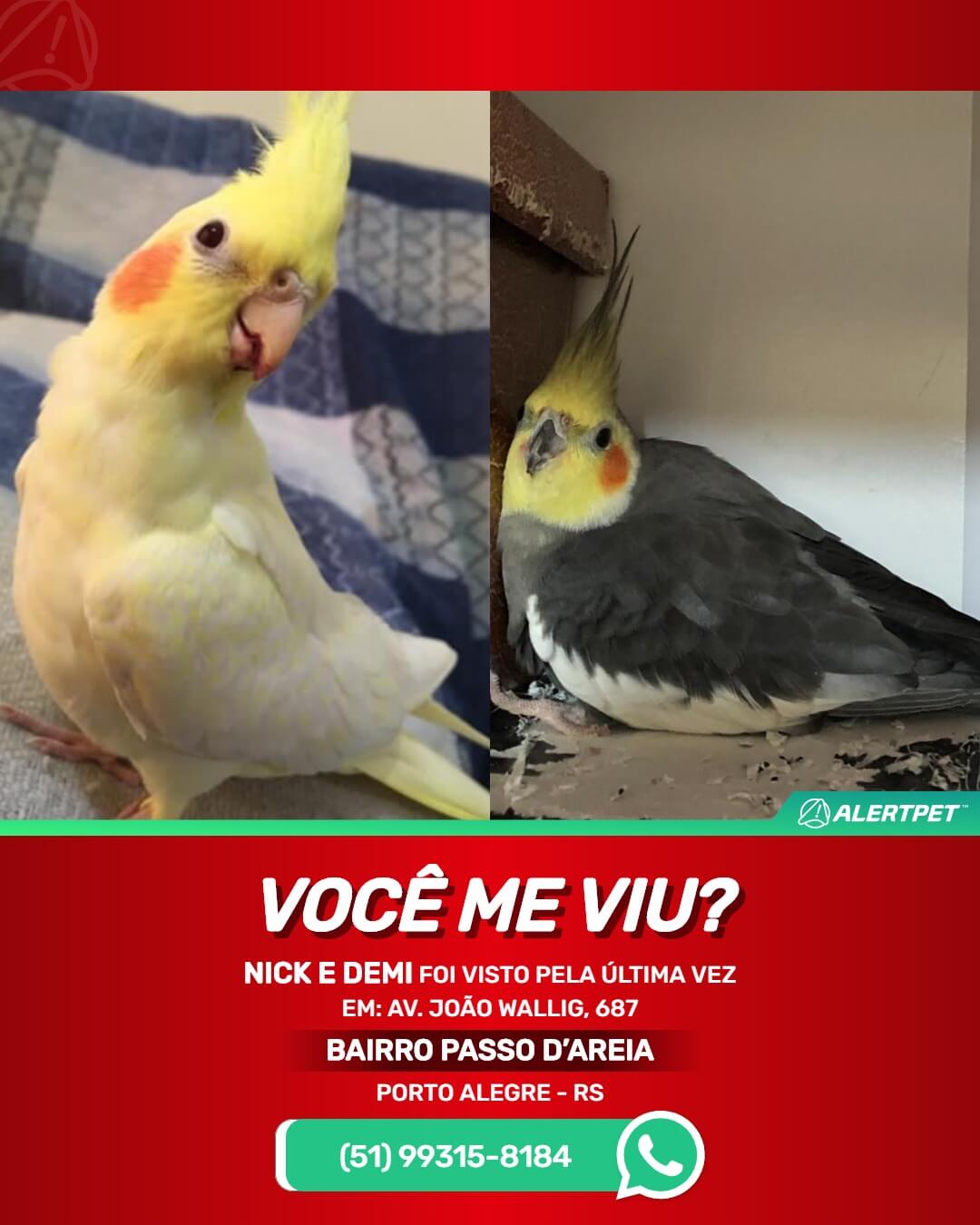 calopsita perdida desaparecida em porto alegre rs