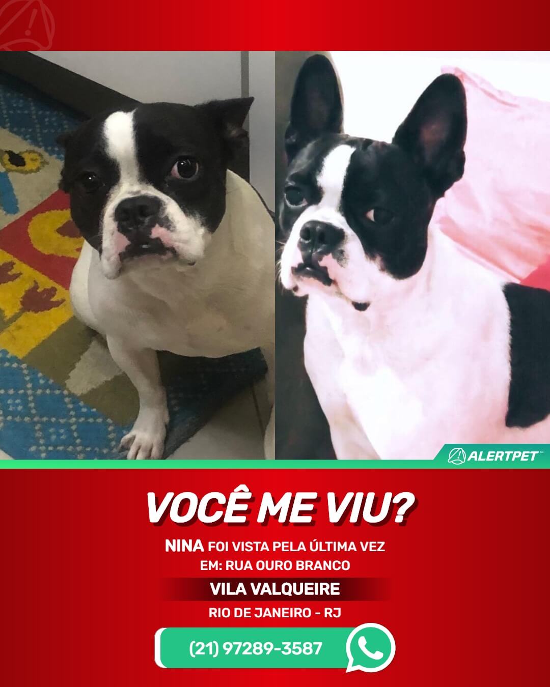 procura-se cachorra perdida desaparecida rio de janeiro rj