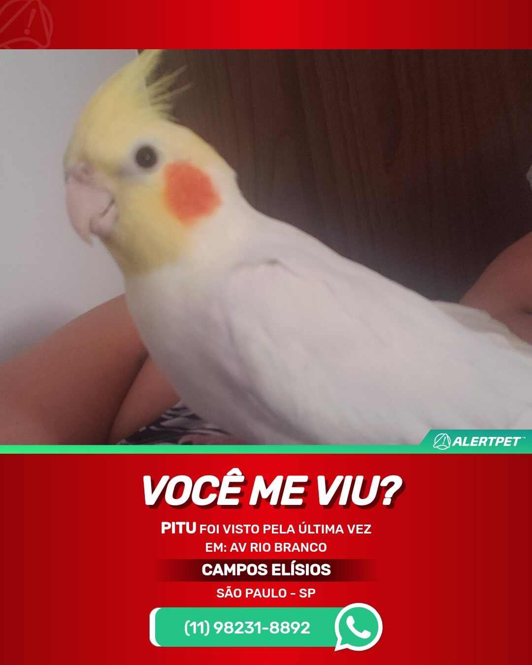 calopsita desaparecida em são paulo sp