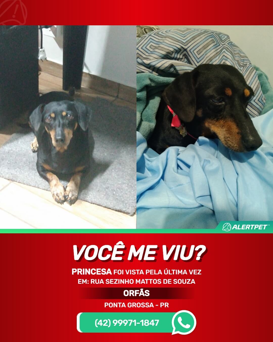 cachorra perdida desaparecida em ponta grossa parana