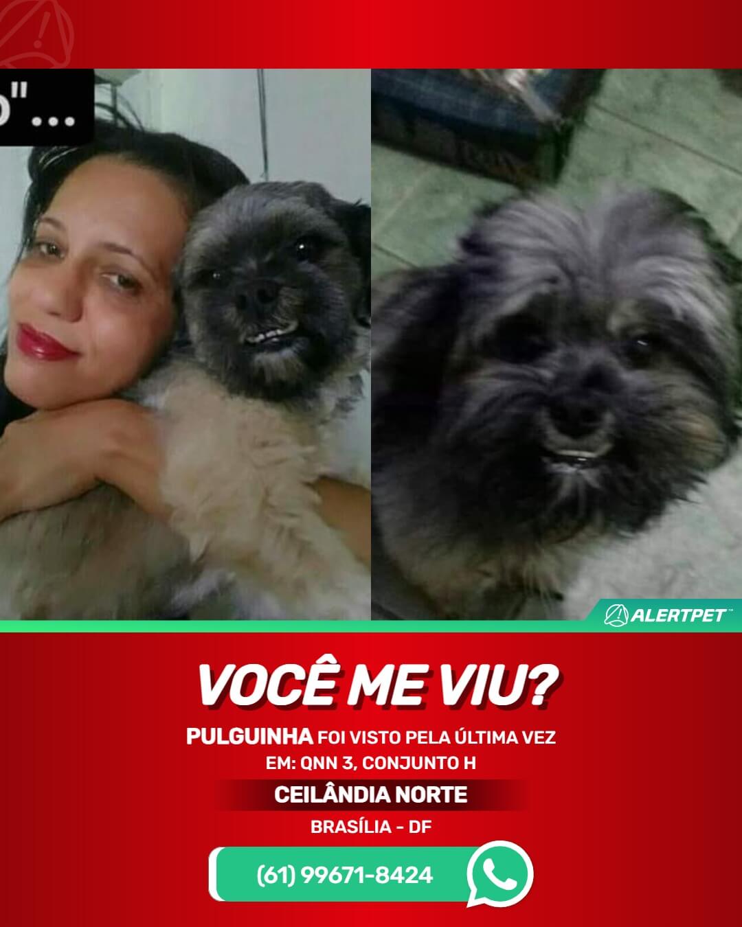 cachorro desaparecido em ceilandia norte df