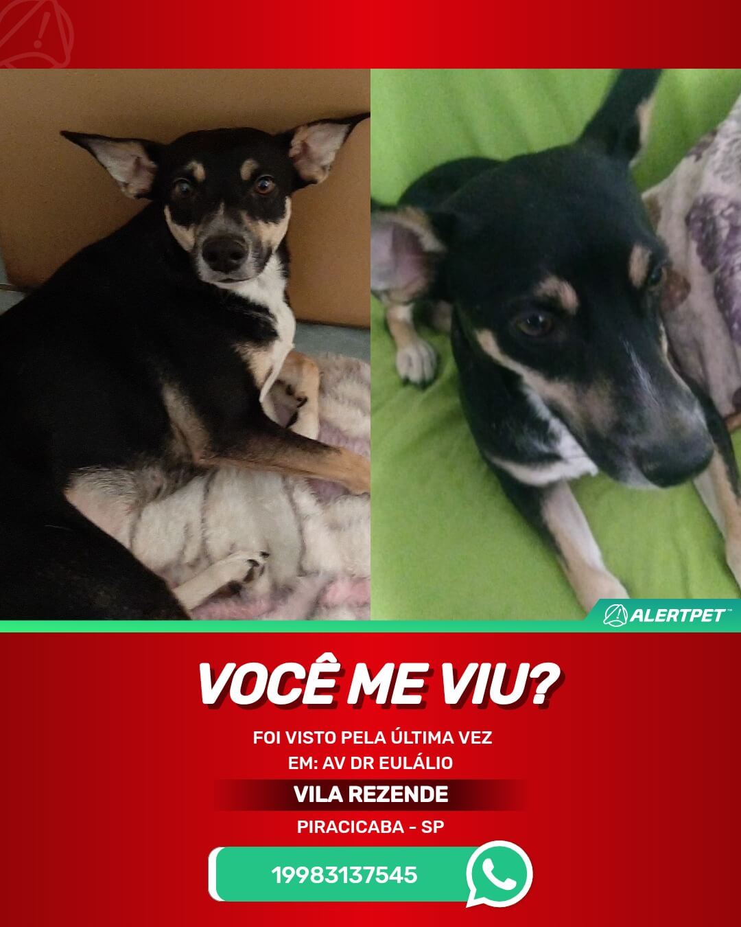 procura-se sol cachorra perdida em piracicaba sp