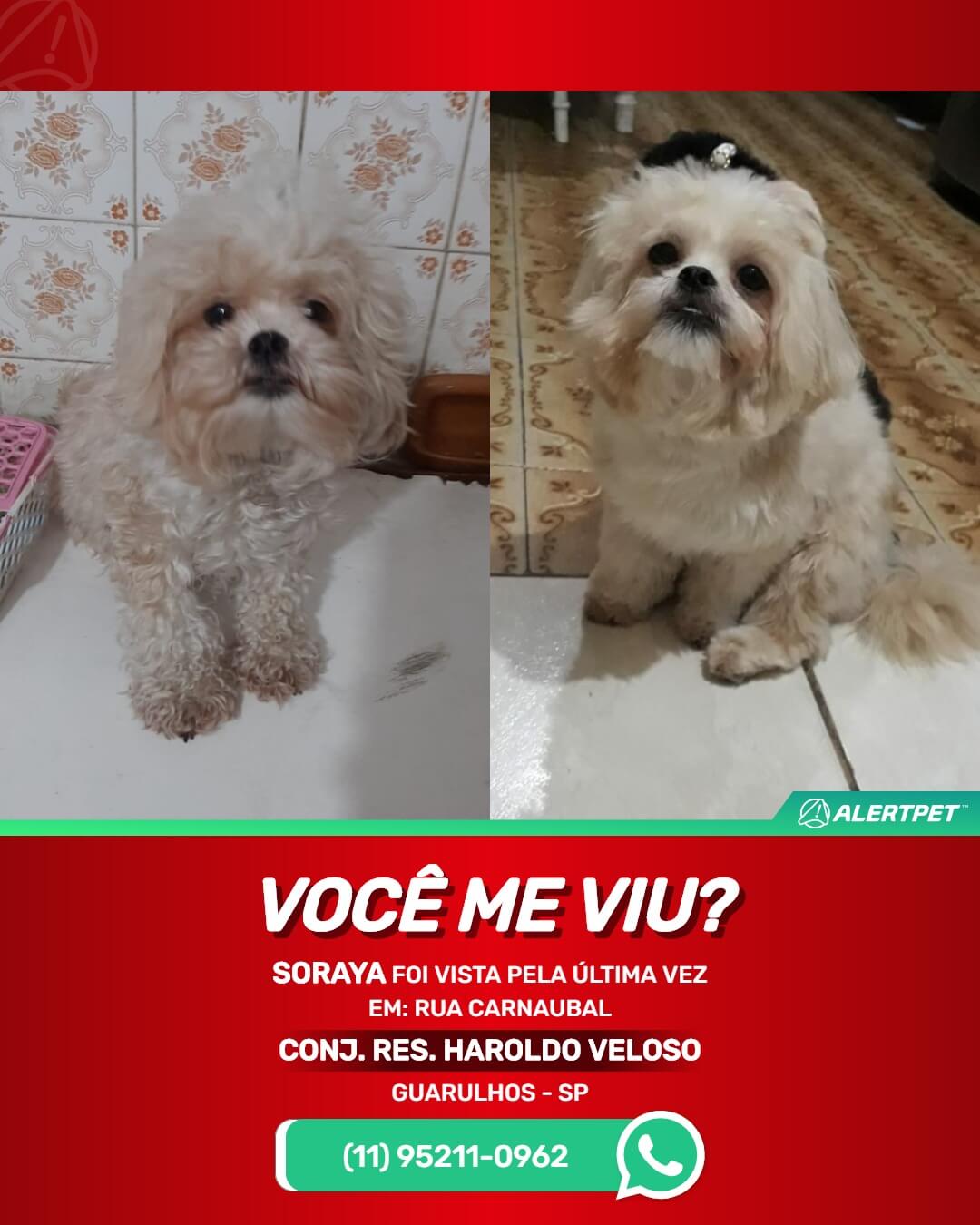 cachorrinha perdida em guarulhos