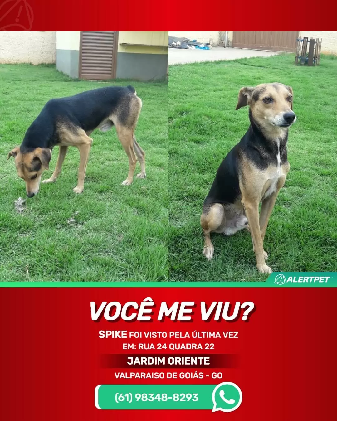 cachorro perdido valparaiso de goias