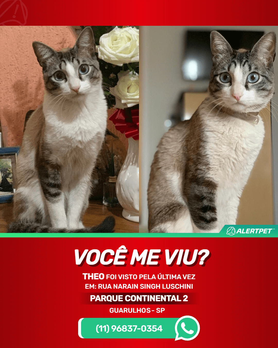 procura-se theo gato desaparecido em guarulhos sp