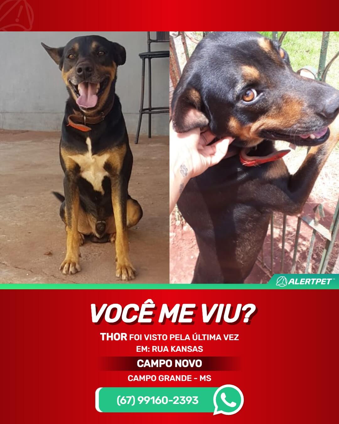 thor cachorro desaparecido em campo grande ms