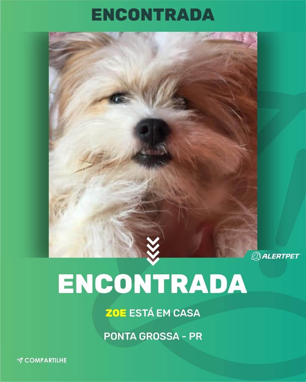 cachorro desaparecido ponta grossa