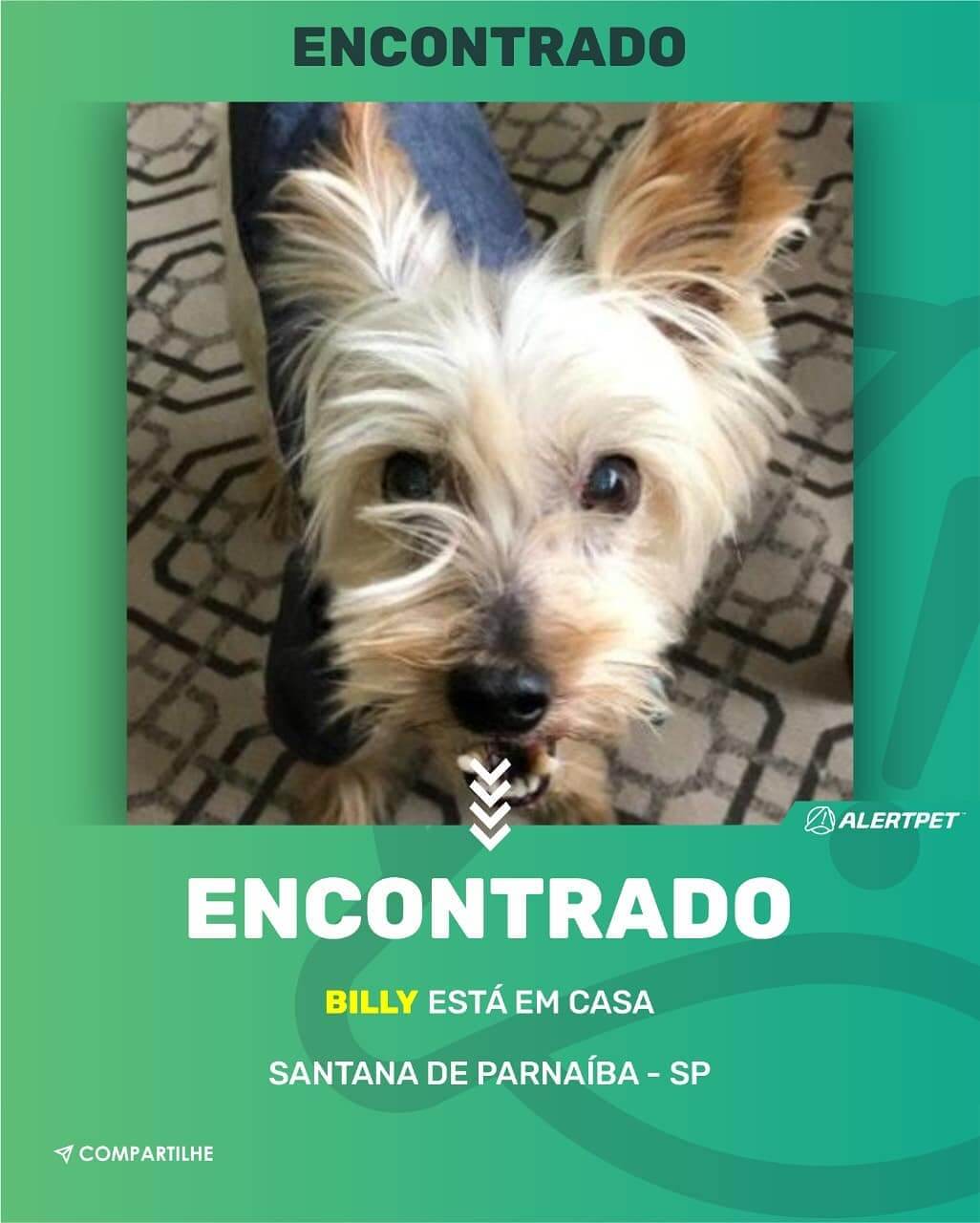 cachorro perdido santana de parnaiba