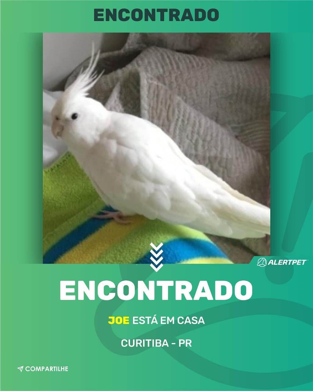 calopsita desaparecida curitiba