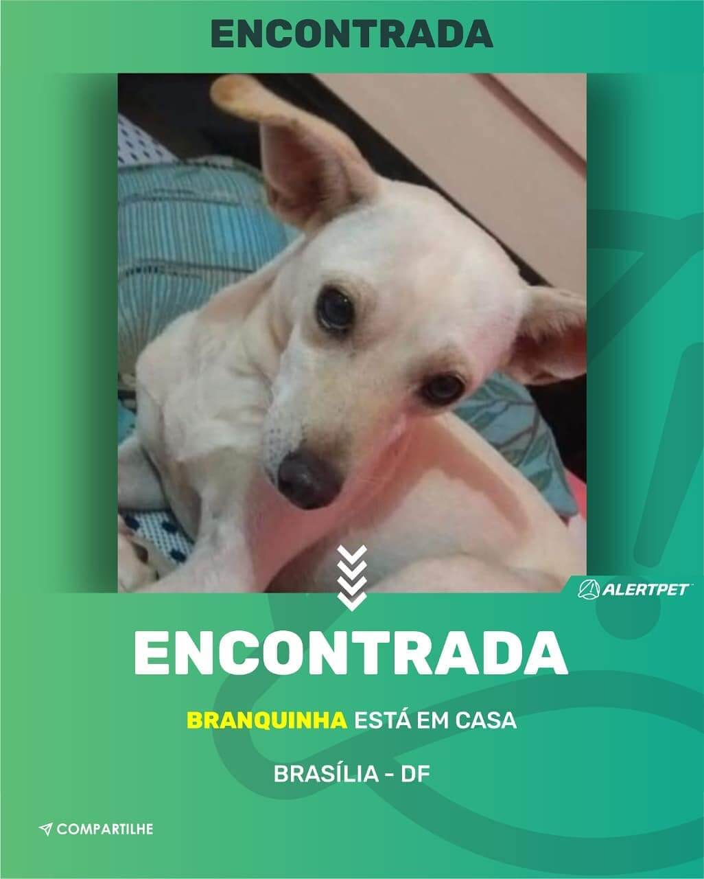 cachorro perdido brasilia
