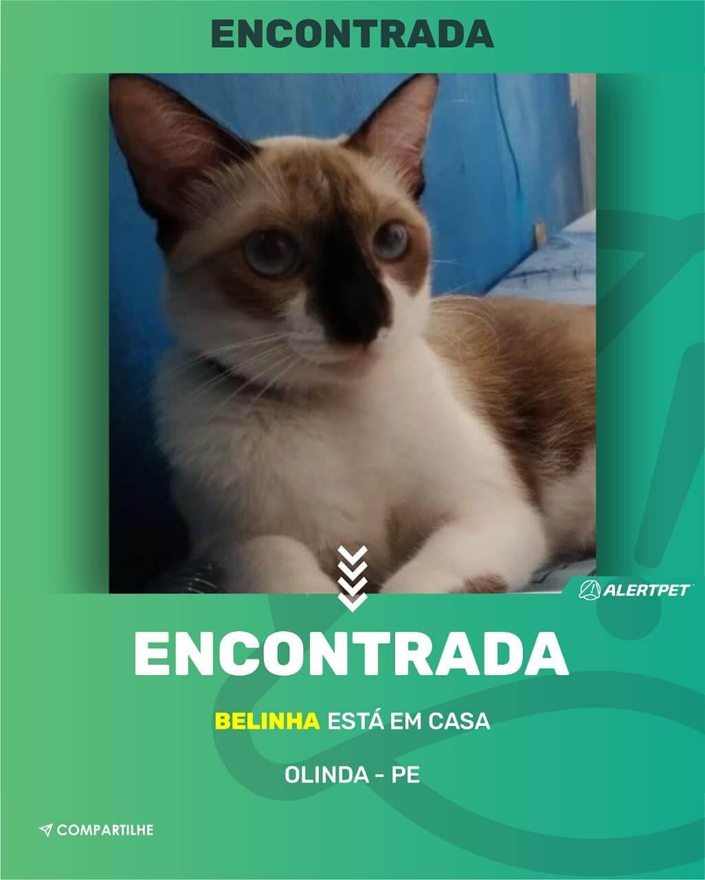 gato desaparecido olinda