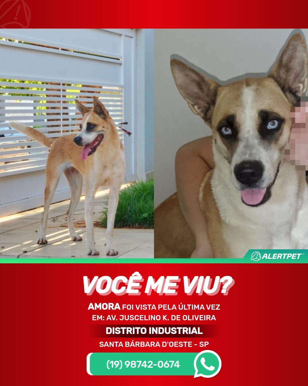 cachorra desaparecida em santa barbara d'oeste