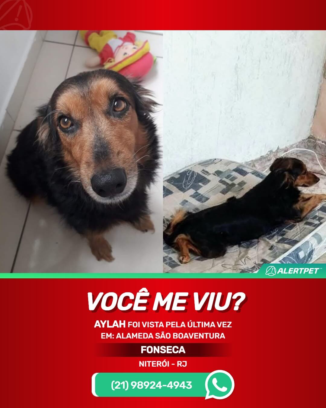 cachorra perdida desaparecida em niterói