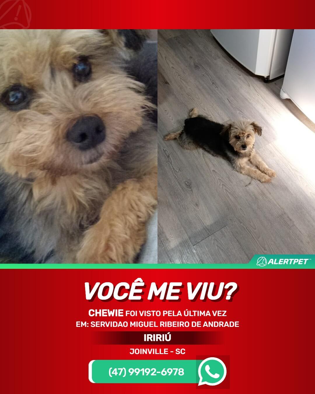 cachorro yorkshire perdido em joinville