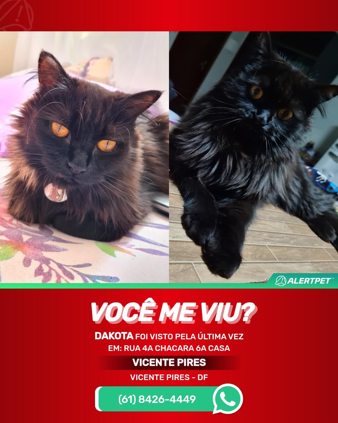 gata desaparecida em vicente pires brasilia df