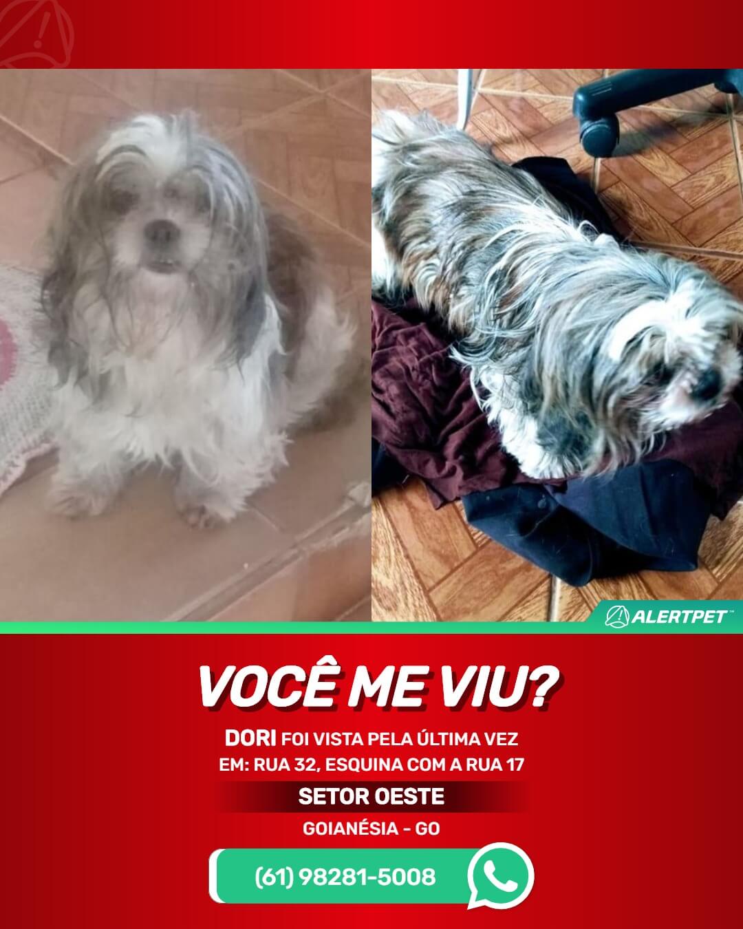 shitzu desaparecido em goianesia