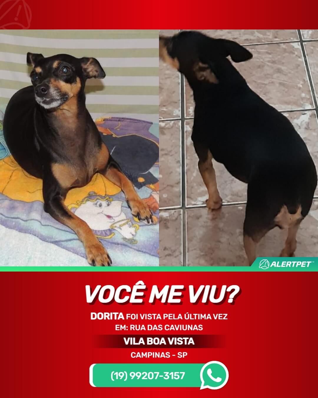 cachorra perdida campinas vila boa vista