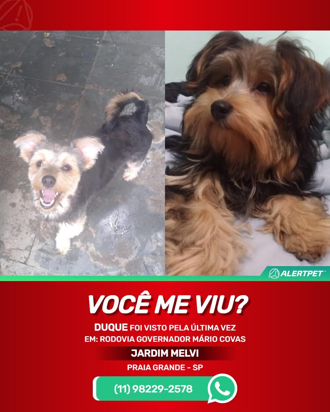 yorkshire perdido desaparecido em praia grande