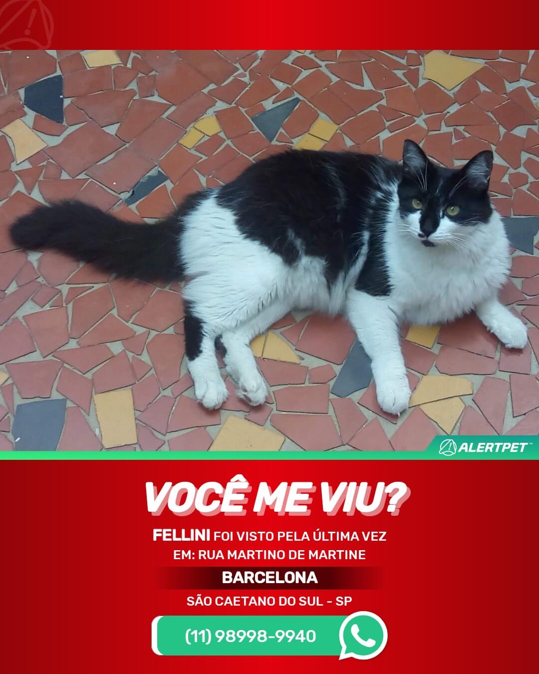 gato perdido em são caetano do sul