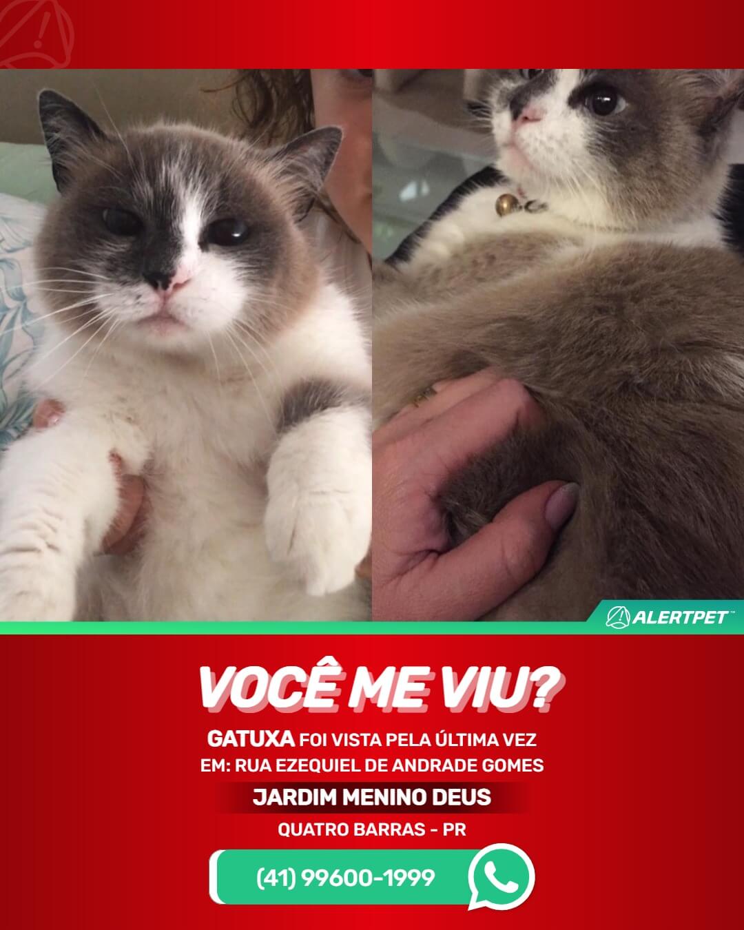 gata perdida em quatro barras pr