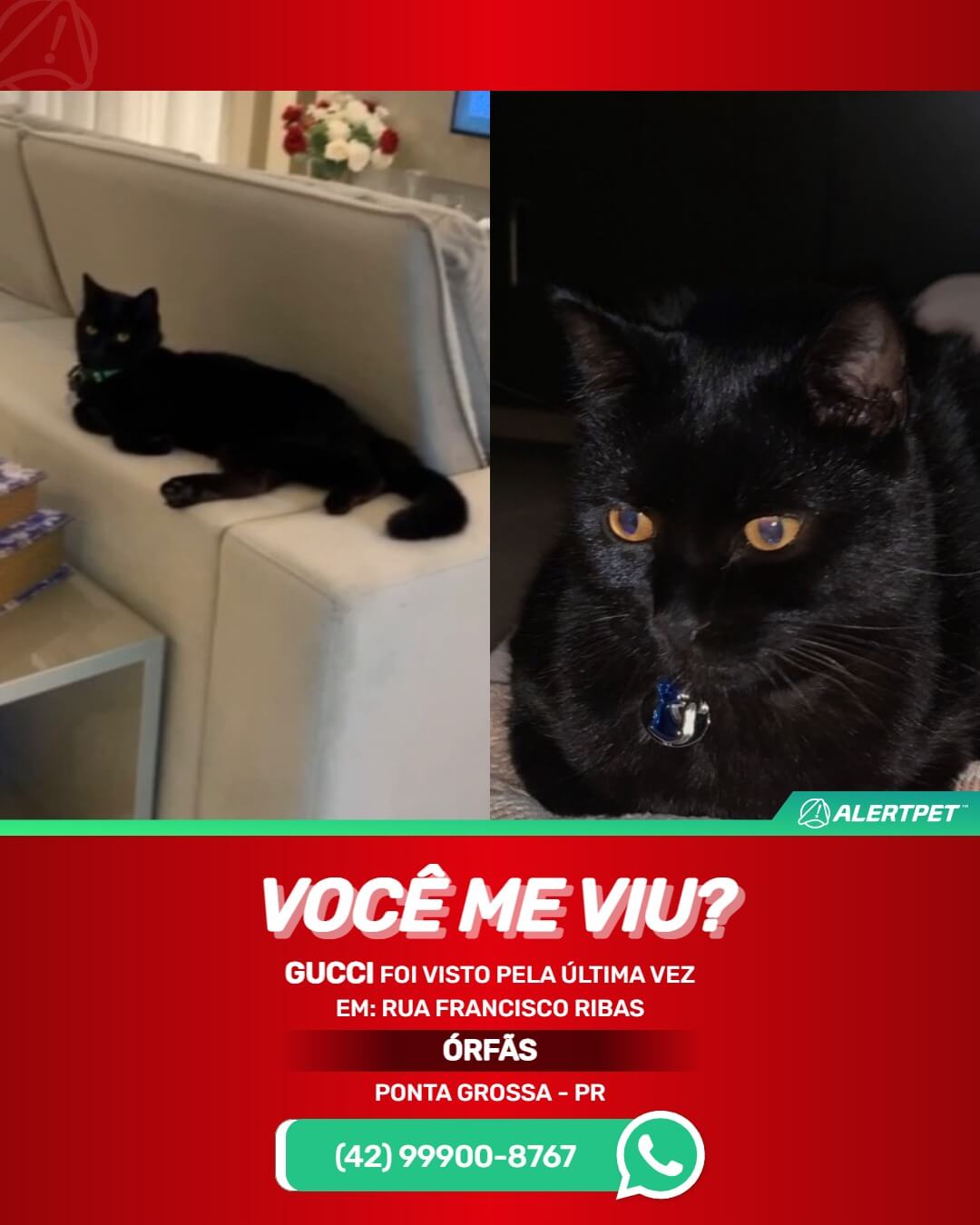 gato preto desaparecido ponta grossa