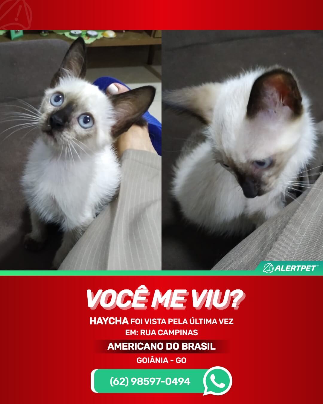gata desaparecida em goiania