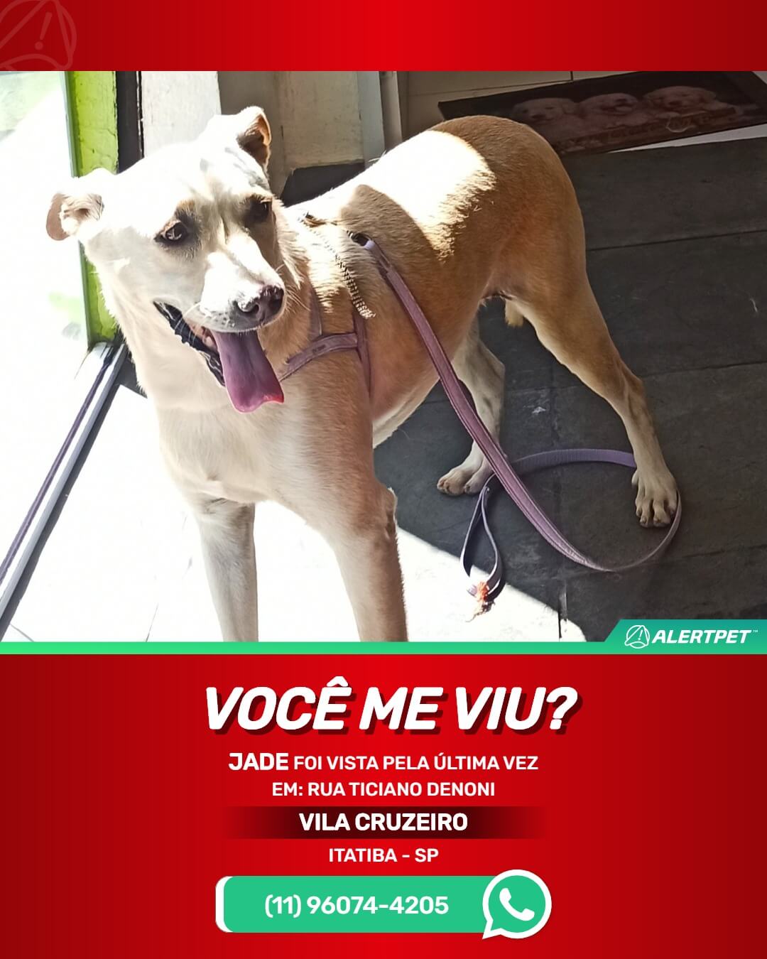 cachorra perdida em itatiba