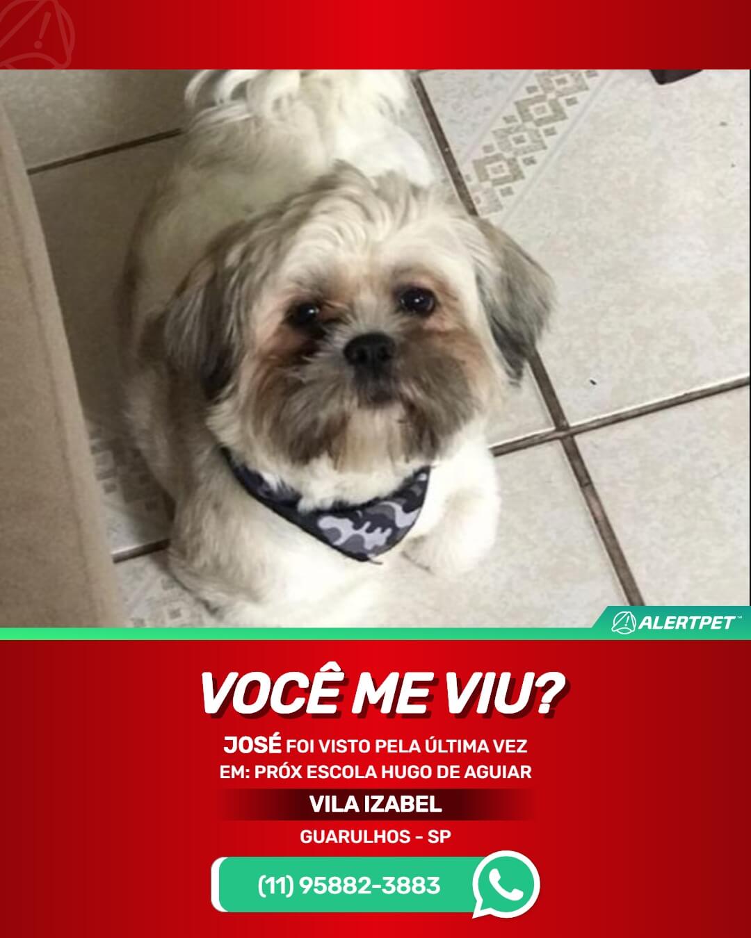 cachorro shitzu perdido em guarulhos
