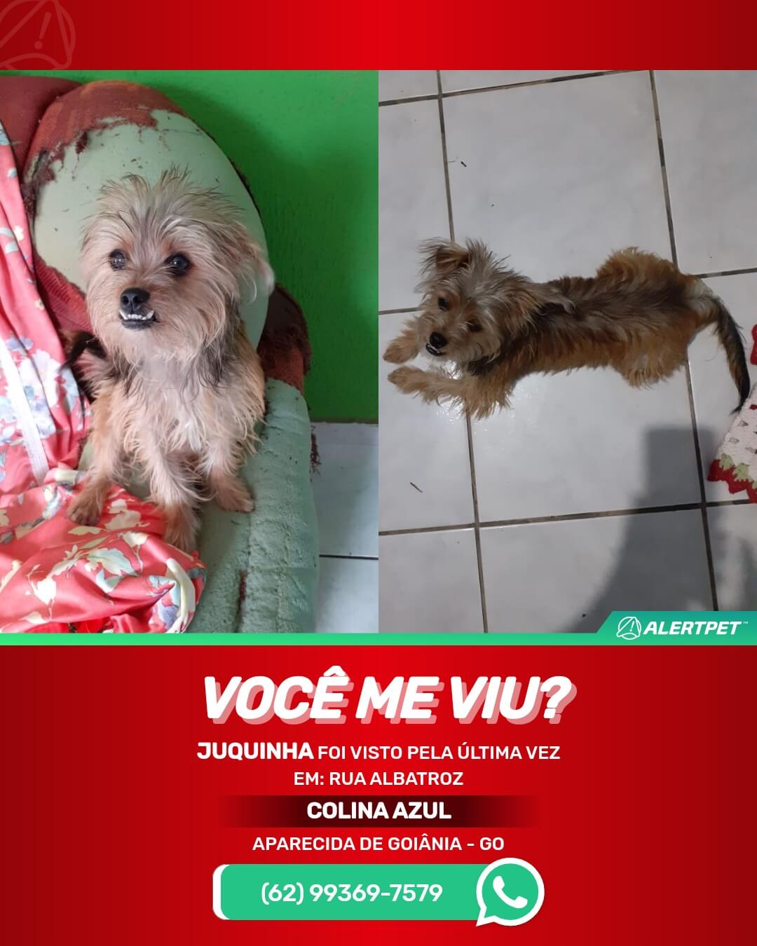 CACHORRO DESAPARECIDO APARECIDA DE GOIANIA