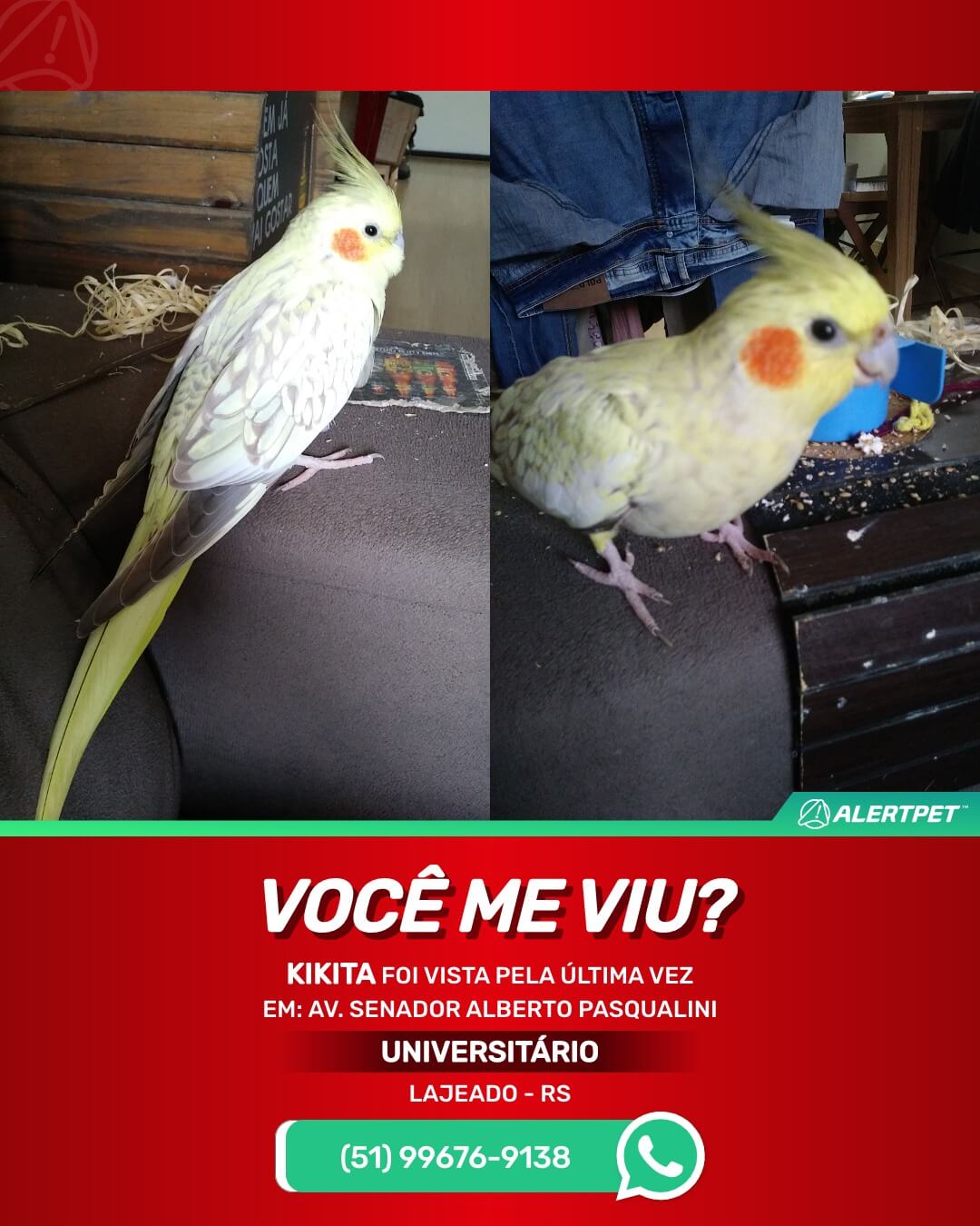 calopsita desaparecida em lajeado rs