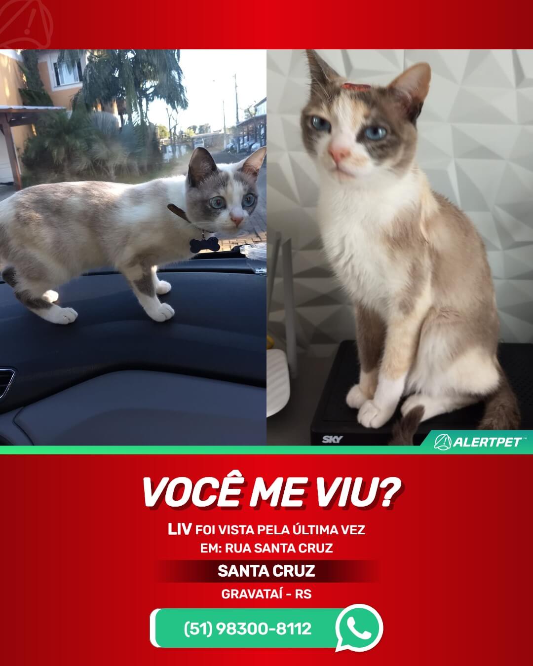 gata perdida em gravataí