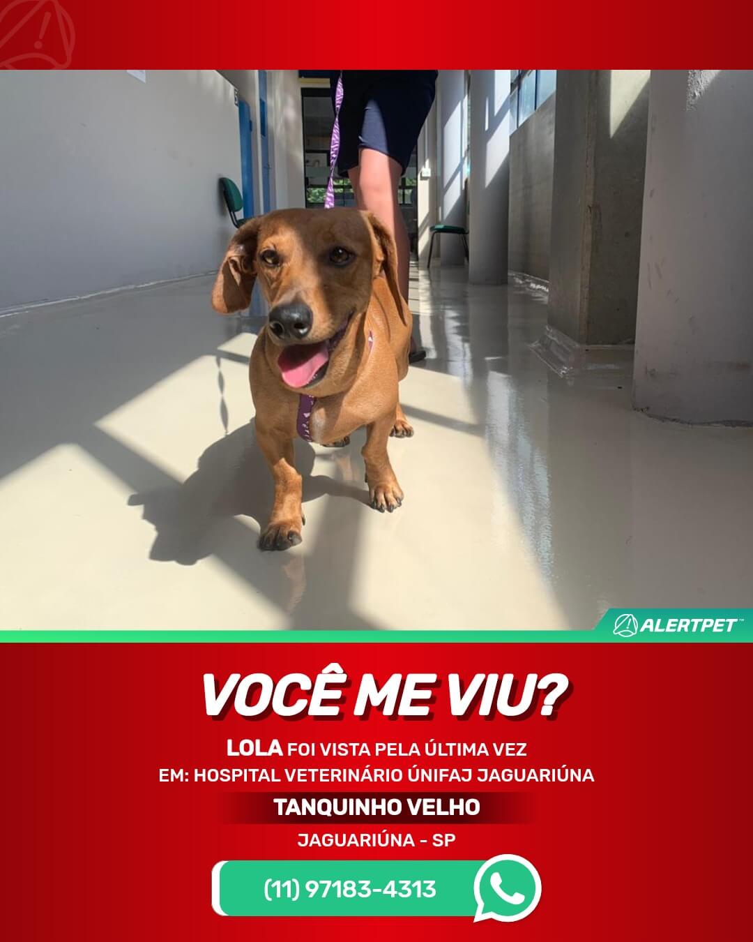 cachorra perdida em unifaj