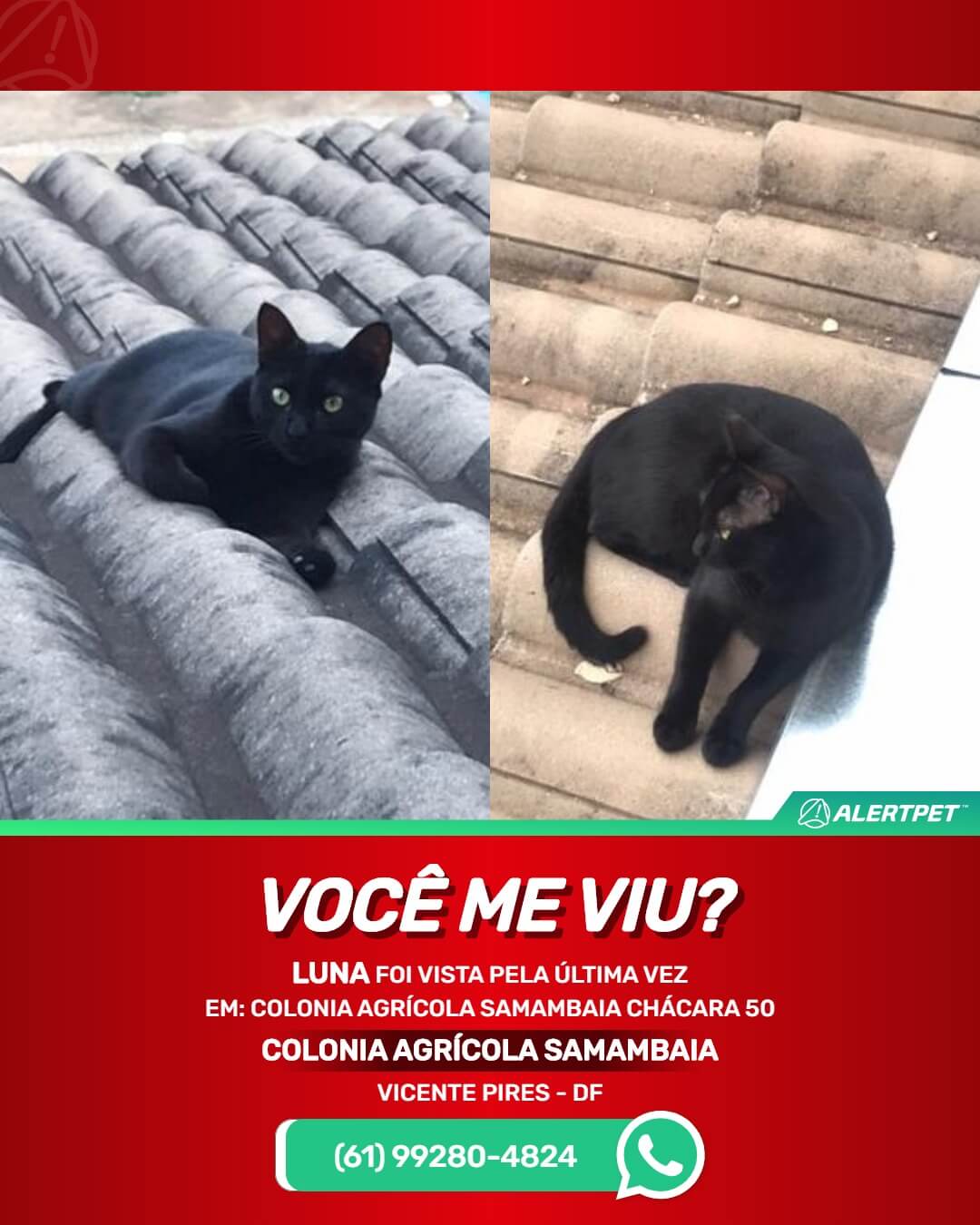 gata desaparecida em vicente pires df