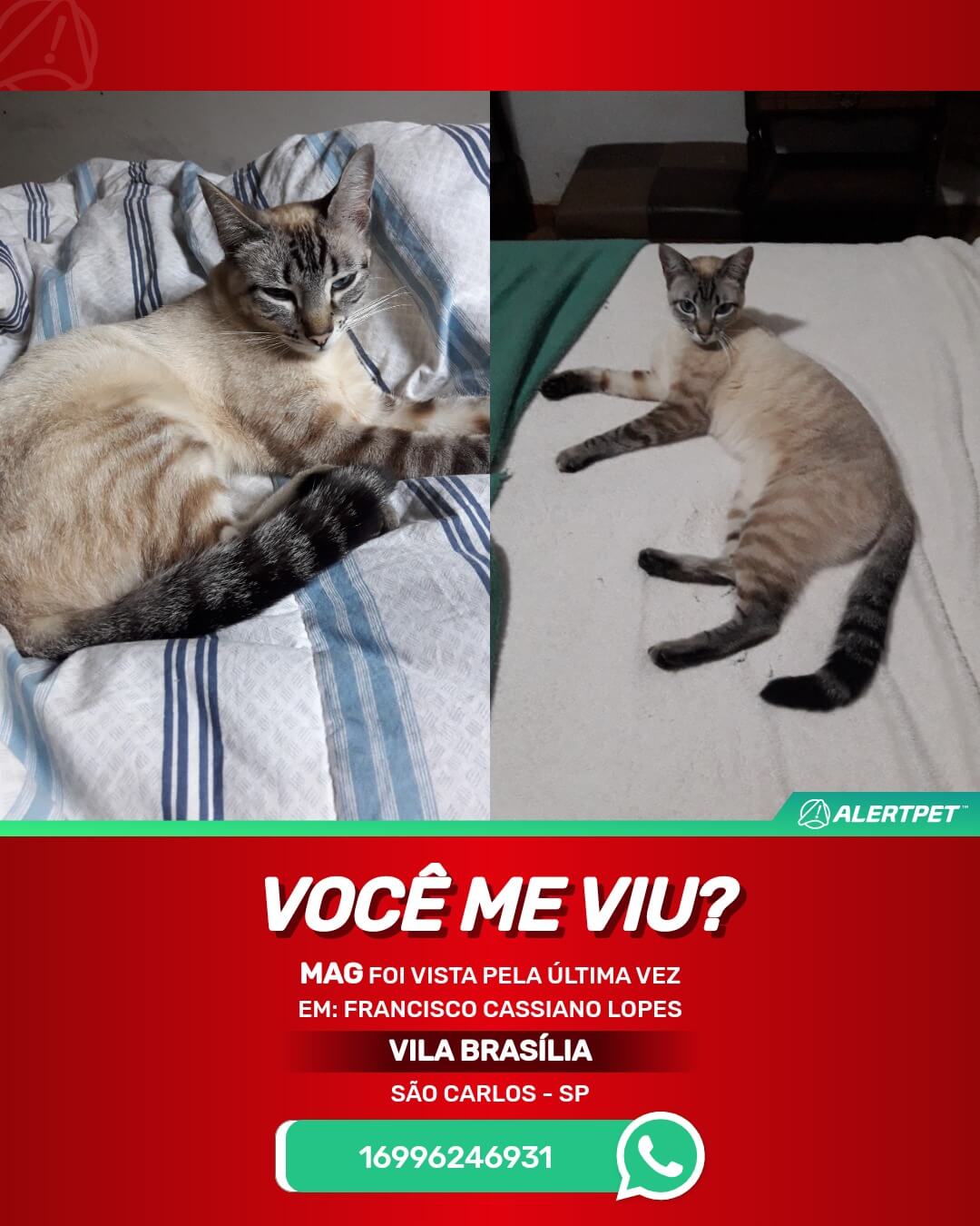 procura-se mag gata desaparecida em são carlos sp