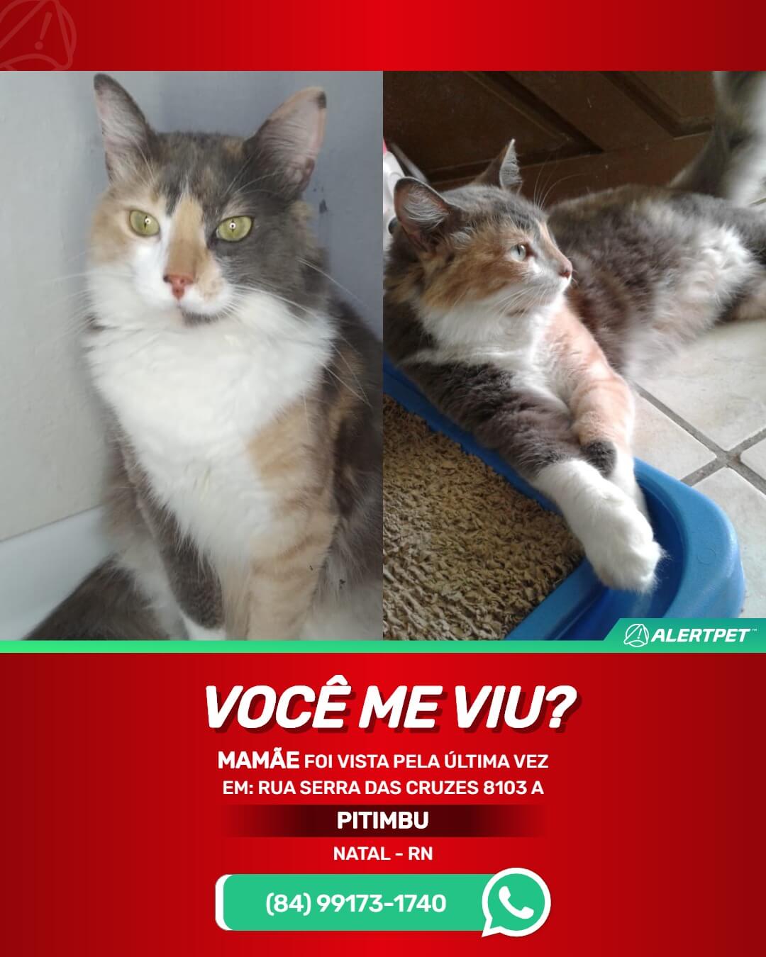 gata desaparecida em natal