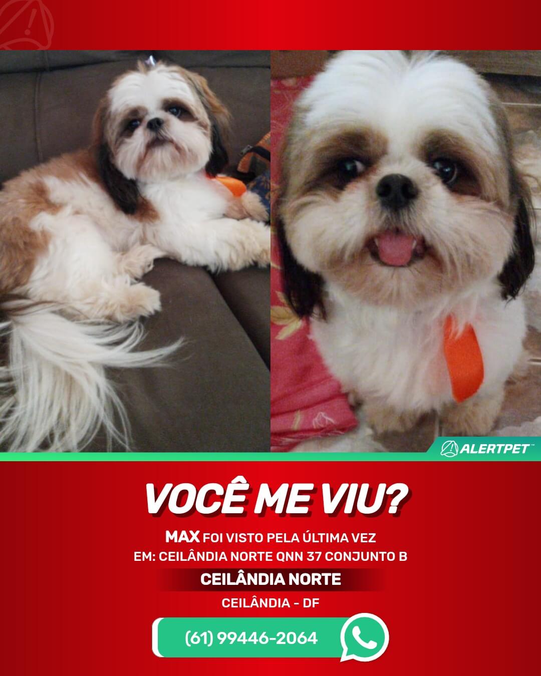 cachorro desaparecido ceilandia norte brasilia