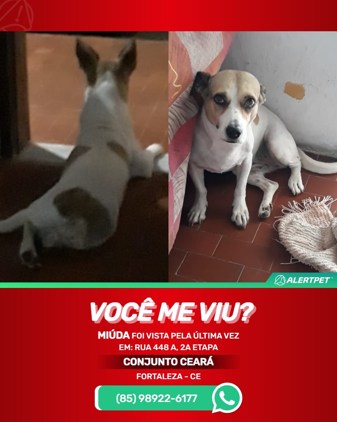 cachorra perdida em fortaleza ceará