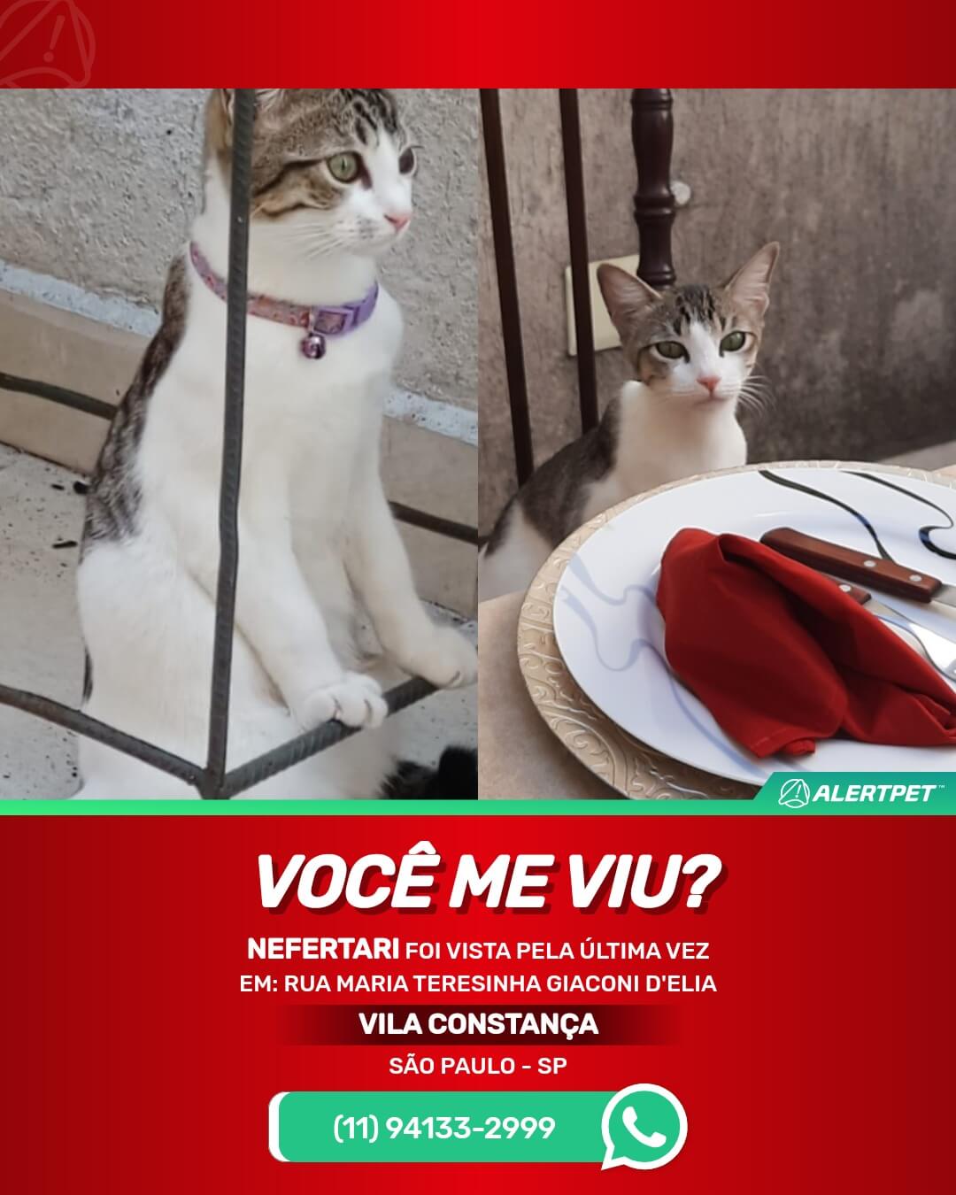 gata perdida em são paulo vila constança
